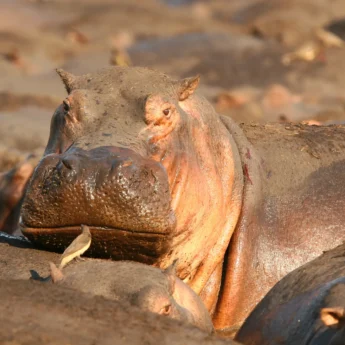 Hippo bathing in Botswana
