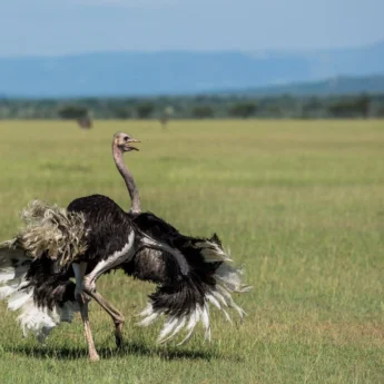 Walking Ostrich in Africa