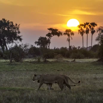 lion sunset widlife mombo camp botswana yellow zebra safaris