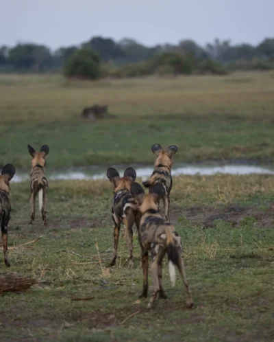 battle of botswana emma yellow zebra safaris 2