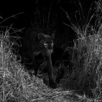 willbl black leopard 3
