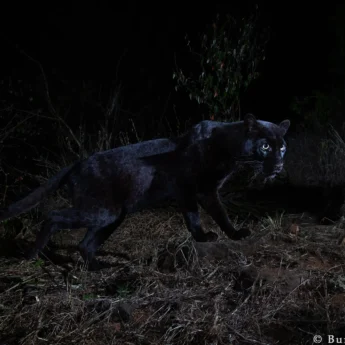 willbl black leopard 2