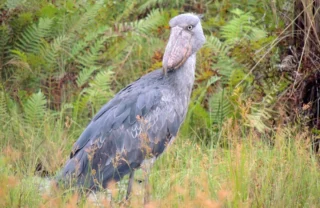 Shoebill stork uganda birding safari yellow zebra