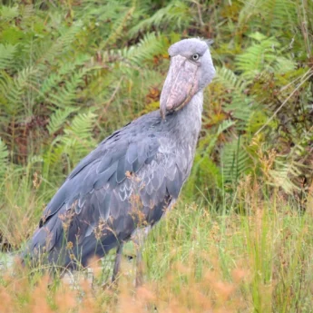 Shoebill stork uganda birding safari yellow zebra
