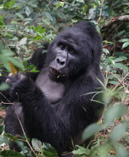 gorilla trekking holidays, uganda safaris