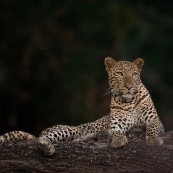 Zambia Leopard