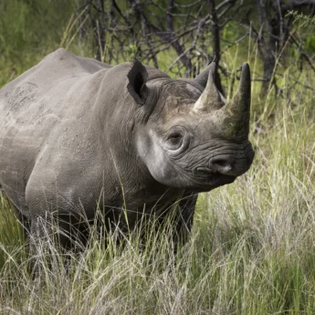 rhino okavango delta botswana yellow zebra safaris