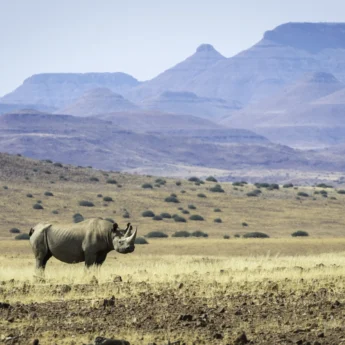 desert rhino camp rhino tracking yellow zebra safaris