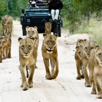 lions sabi sands south africa yellow zebra safaris