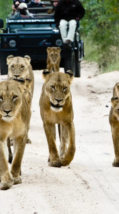 lions sabi sands south africa yellow zebra safaris