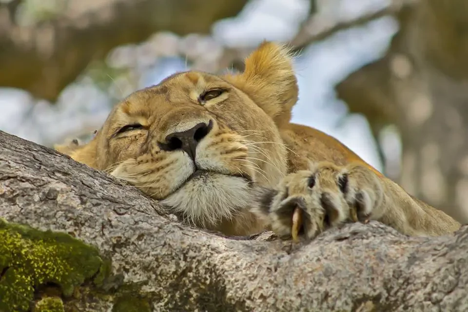 tree climbing lion queen elizabeth uganda yellow zebra safaris
