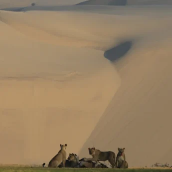 desert lions namibia yellow zebra safaris