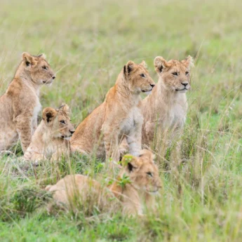 Five lions sit in the grass, Maasai Mara, Kenya - Yellow Zebra Safari