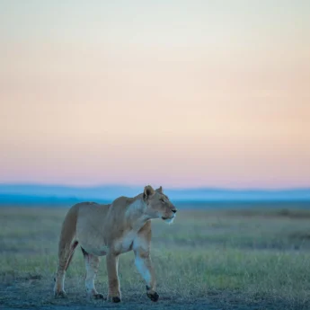 marsh lions maasai mara kenya yellow zebra safaris