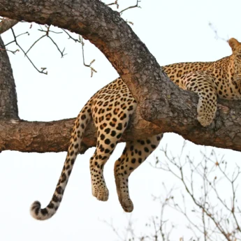 leopard in tree sabi sands south africa yellow zebra safaris