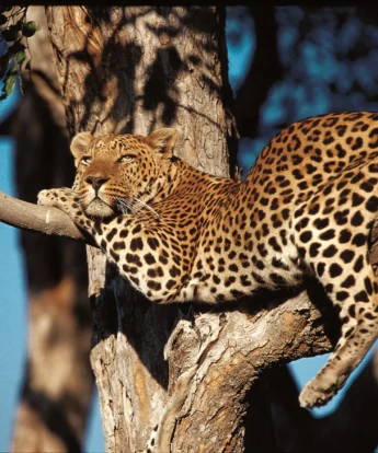 leopard serengeti tanzania yellow zebra safaris