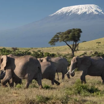 Top elephants africa amboseli kenya