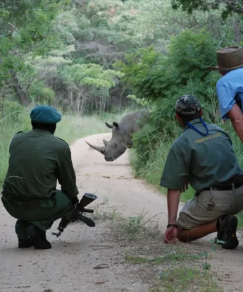 rhino matobo hills zimbabwe yellow zebra safaris