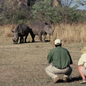 matobo hills zimbabwe yellow zebra safaris