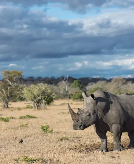 rhino sabi sands south africa yellow zebra safaris