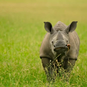 INY Save the Rhino1