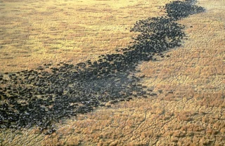chada katavi buffalo mega herd tanzania yellow zebra safaris