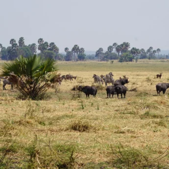 buffalo katavi tanzania yellow zebra safaris