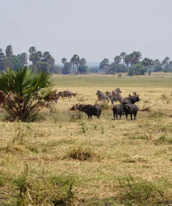 buffalo katavi tanzania yellow zebra safaris