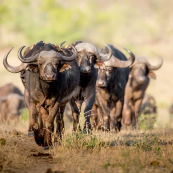 best places to see buffalos africa yellow zebra safaris