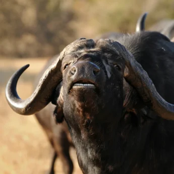 buffalo kruger south africa yellow zebra safaris