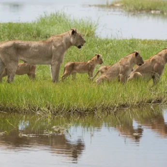 maparota lions 26 2