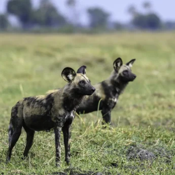 wild dog botswana yellow zebra safaris