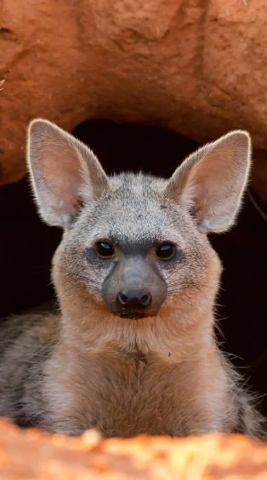 Aardwolf