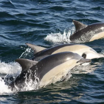 Common Dolphin