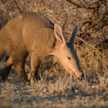 aardvark namibia etosha yellow zebra safaris