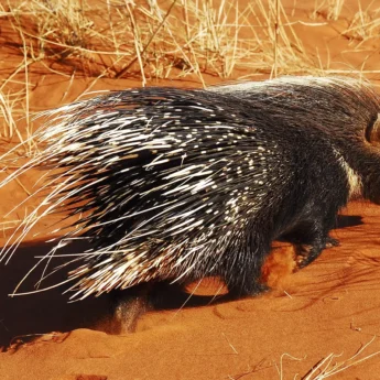 Porcupine