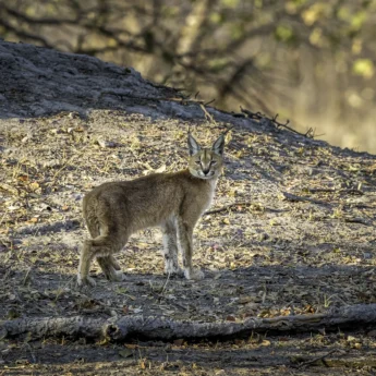 caracal botswana yellow zebra safaris