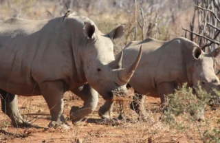 rhinos big five south africa wildlife yellow zebra safaris