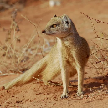yellow mongoose south africa wildlife yellow zebra safaris