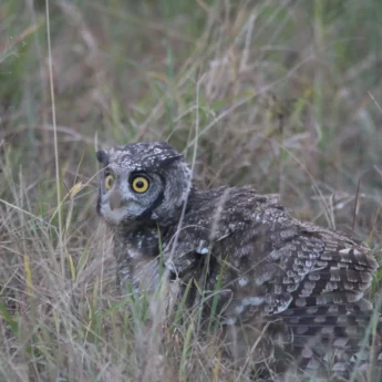 owl birdlife south africa wildlife yellow zebra safaris