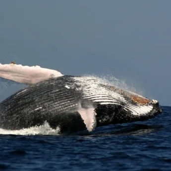 whale marine five south africa wildlife yellow zebra safaris shutterstock 1285319