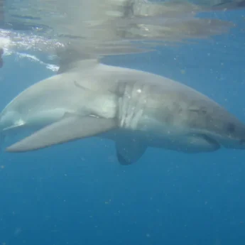 shark cage diving south africa