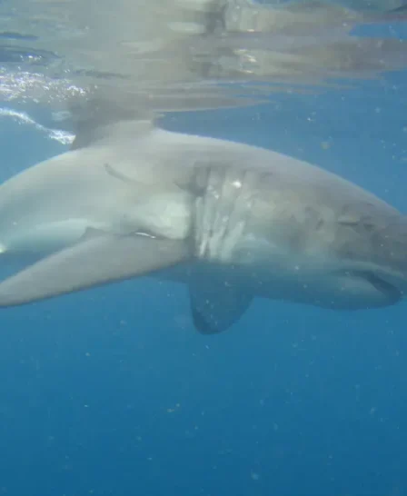 shark cage diving south africa