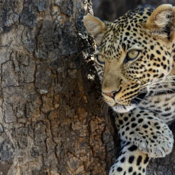 leopard big five tanzania wildlife yellow zebra safaris