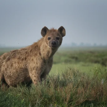 hyena tanzania wildlife yellow zebra safaris