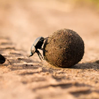 dung beetle tanzania wildlife yellow zebra safaris