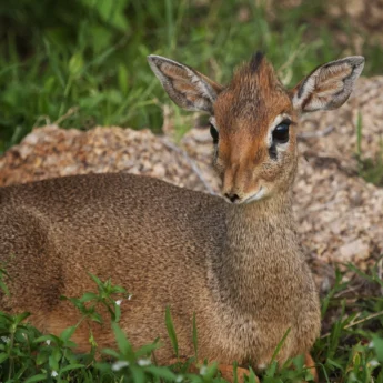 dik dik tanzania wildlife yellow zebra safaris