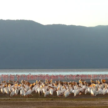 flamingoes pelicans birdlife tanzania wildlife yellow zebra safaris