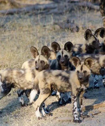 African Wild Dog pups, Botswana Safari, Africa