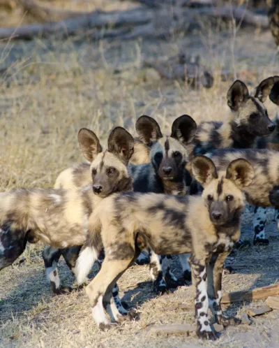 African Wild Dog pups, Botswana Safari, Africa